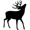 蝦夷鹿